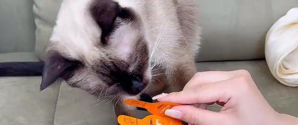 猫的驱虫周期及重要性｜猫咪健康守护全攻略