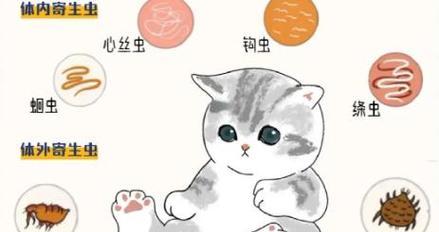 猫的驱虫周期及重要性｜猫咪健康守护全攻略