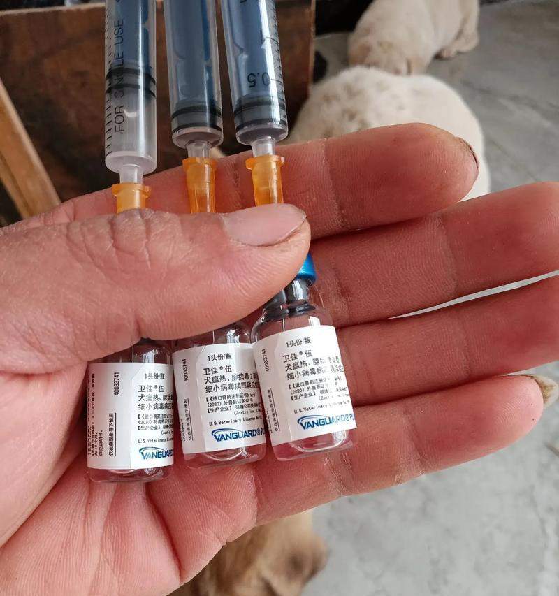 小狗疫苗接种计划与注意事项｜健康成长全攻略