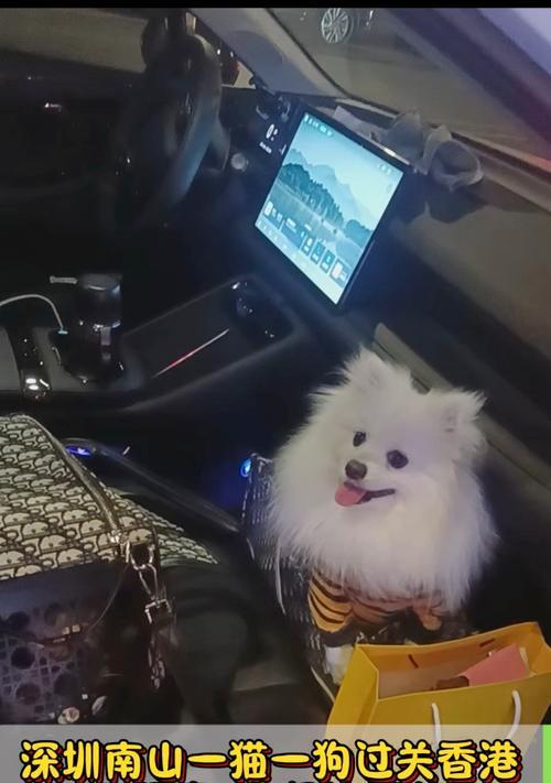 大陆到香港宠物隔离时间与规定全攻略｜宠物入境必备指南