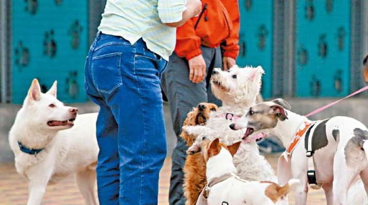 大陆到香港宠物隔离时间与规定全攻略｜宠物入境必备指南