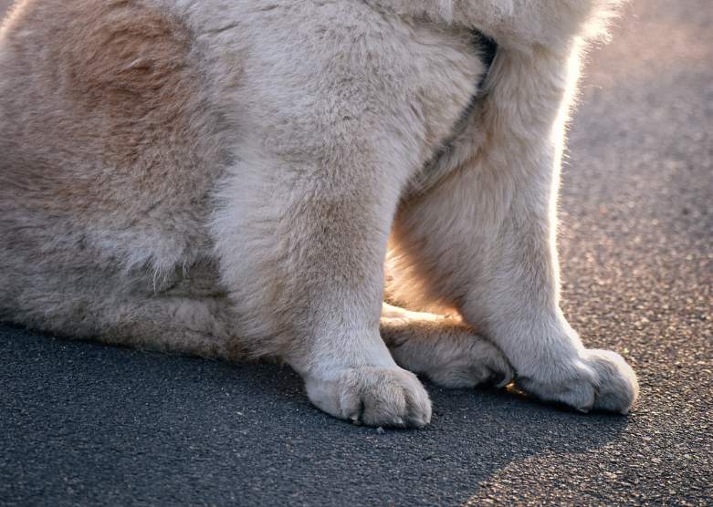 狗狗脚垫高温烫伤怎么办|夏季遛狗安全指南 狗狗脚垫被地面烫伤了怎么办?