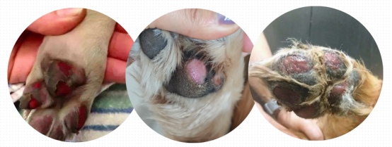 狗狗脚垫高温烫伤怎么办|夏季遛狗安全指南 狗狗脚垫被烫伤了怎么办