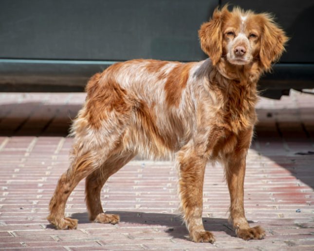 狗狗脚垫高温烫伤怎么办|夏季遛狗安全指南 狗狗脚垫烫伤