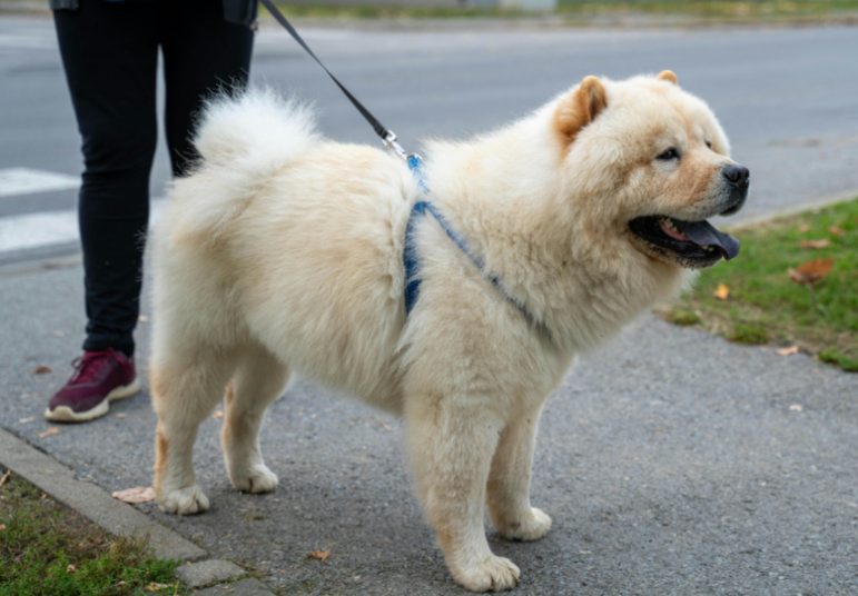 夏天遛狗注意事项