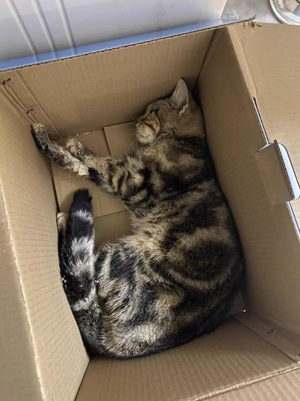 猫咪驱虫后呕吐死亡原因全攻略｜科学用药保命指南