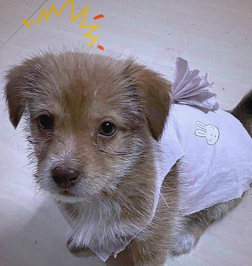 犬疫后多久能再养？（了解养狗的时间限制及注意事项）