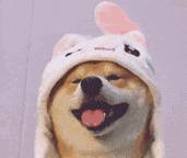 狗狗的鼻子是如何感知气味的？（探索狗狗喜欢的气味和它们的鼻子可以嗅探的臭味）