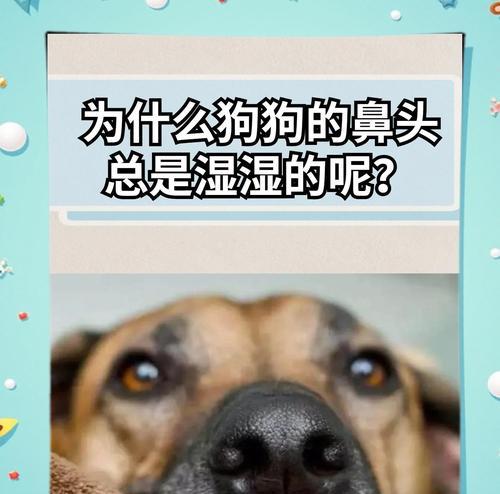 狗狗的鼻子是如何感知气味的？（探索狗狗喜欢的气味和它们的鼻子可以嗅探的臭味）