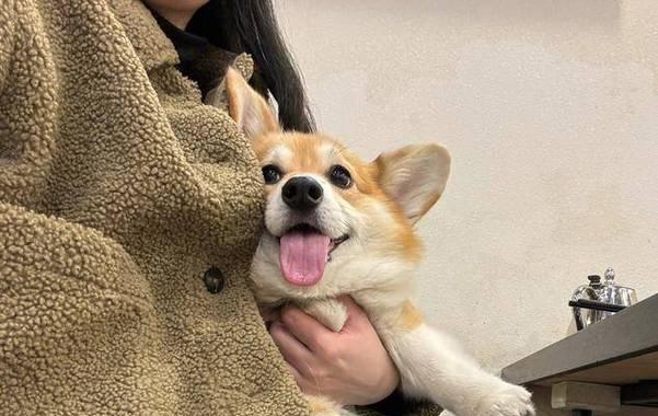 狗狗鼻子嗅觉全攻略｜揭秘狗狗如何感知气味