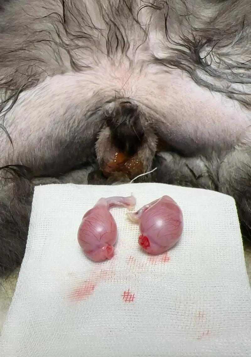 猫咪绝育手术费用是多少?(普通公猫绝育的价格和注意事项) 猫咪绝育手术费用是多少?(普通公猫绝育的价格和注意事项)