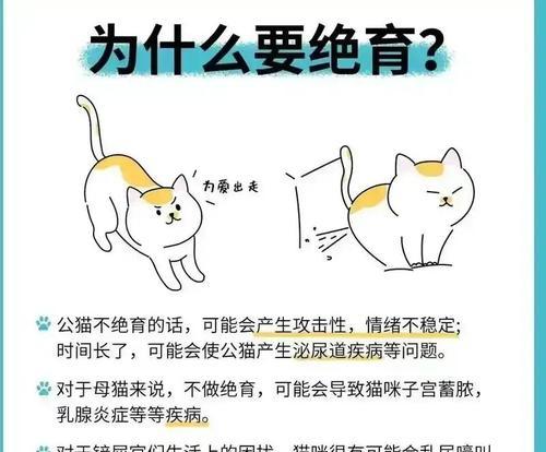 公猫绝育手术费用全攻略｜价格影响因素与注意事项