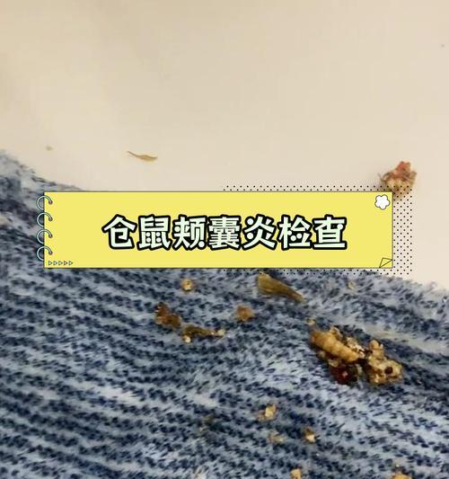 仓鼠颊囊食物储存时间全攻略｜影响因素揭秘