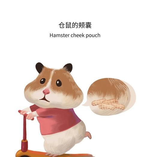 仓鼠颊囊食物储存时间全攻略｜影响因素揭秘