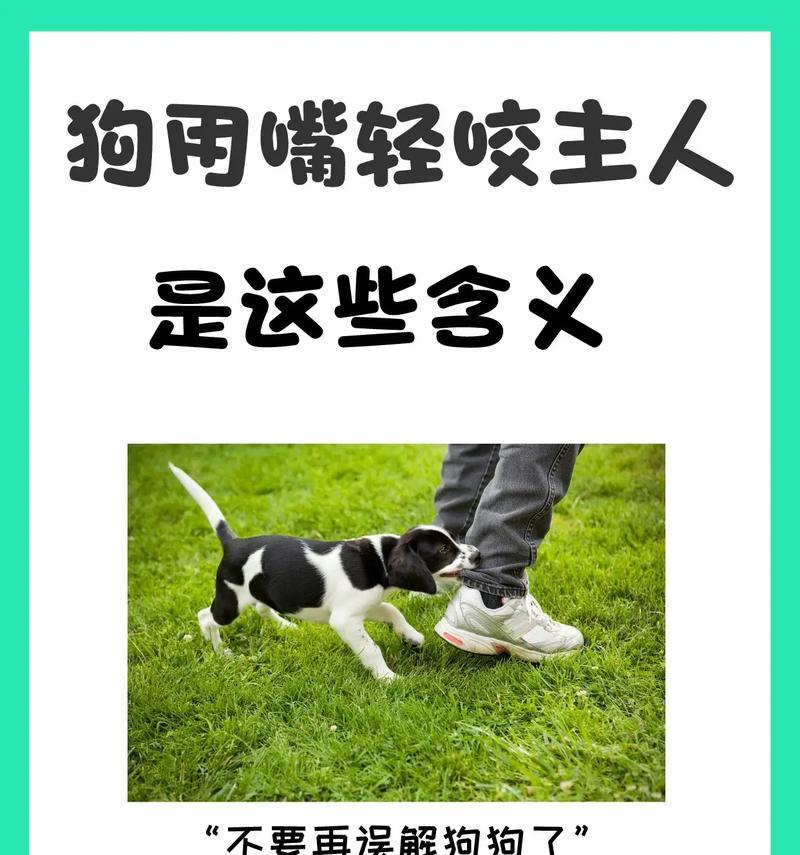 如何快速解决狗狗乱叫问题(使用零食训练,让你的狗狗停止乱叫) 如何快速解决狗狗乱叫问题(使用零食训练,让你的狗狗停止乱叫)