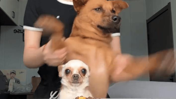 如何快速解决狗狗乱叫问题(使用零食训练,让你的狗狗停止乱叫) 如何快速解决狗狗乱叫问题(使用零食训练,让你的狗狗停止乱叫)