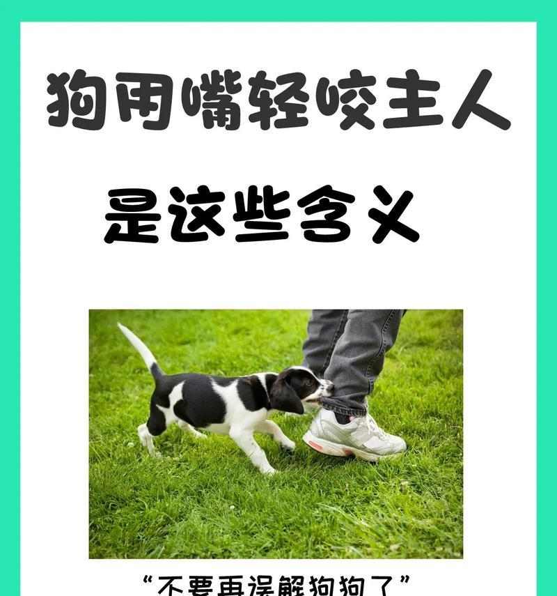 如何快速解决狗狗乱叫问题｜零食训练实用指南