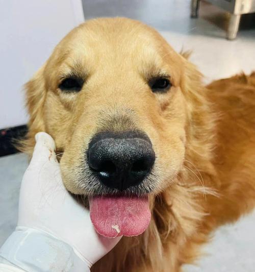 金毛绝育后的痊愈时间(了解金毛绝育术后痊愈所需时间的重要性) 金毛绝育后的痊愈时间(了解金毛绝育术后痊愈所需时间的重要性)