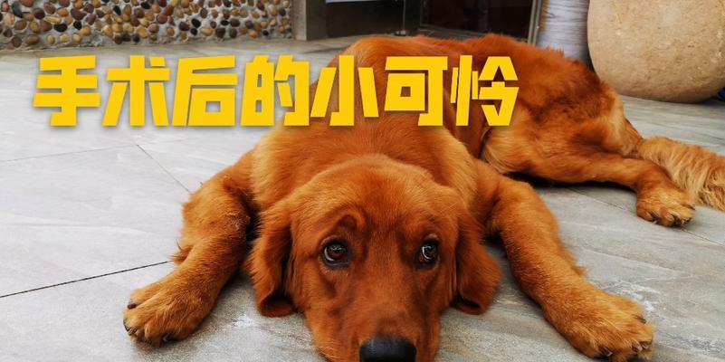金毛绝育后痊愈时间全攻略｜宠物术后护理指南