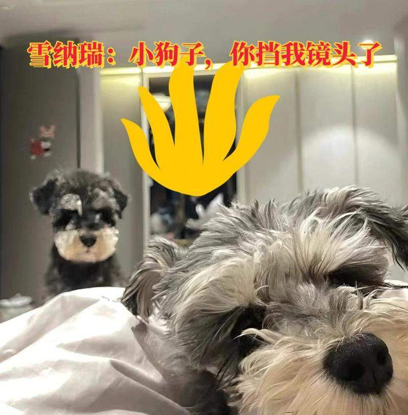 关于雪纳瑞幼犬的养护注意事项(培养健康快乐的雪纳瑞幼犬,关键在于细致养护) 关于雪纳瑞幼犬的养护注意事项(培养健康快乐的雪纳瑞幼犬,关键在于细致养护)