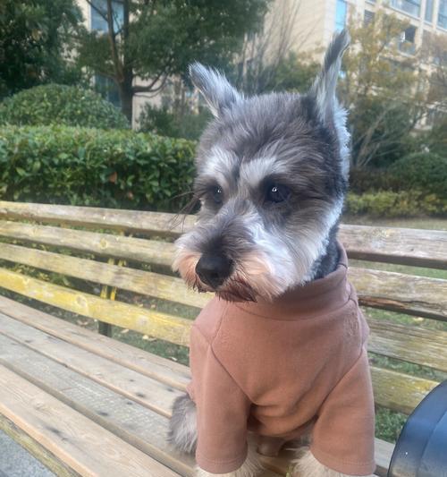 关于雪纳瑞幼犬的养护注意事项(培养健康快乐的雪纳瑞幼犬,关键在于细致养护) 关于雪纳瑞幼犬的养护注意事项(培养健康快乐的雪纳瑞幼犬,关键在于细致养护)