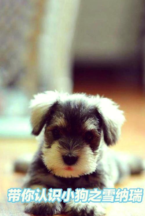 雪纳瑞幼犬养护全攻略｜培养健康快乐小狗伴侣