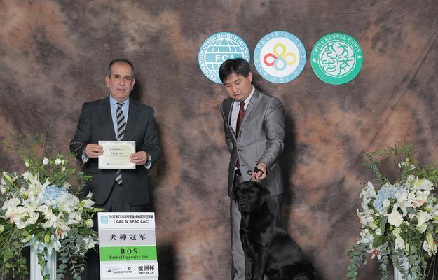 母狗生完小狗多久能参加CKU比赛?(什么时候开始训练是关键) 母狗生完小狗多久能参加CKU比赛?(什么时候开始训练是关键)