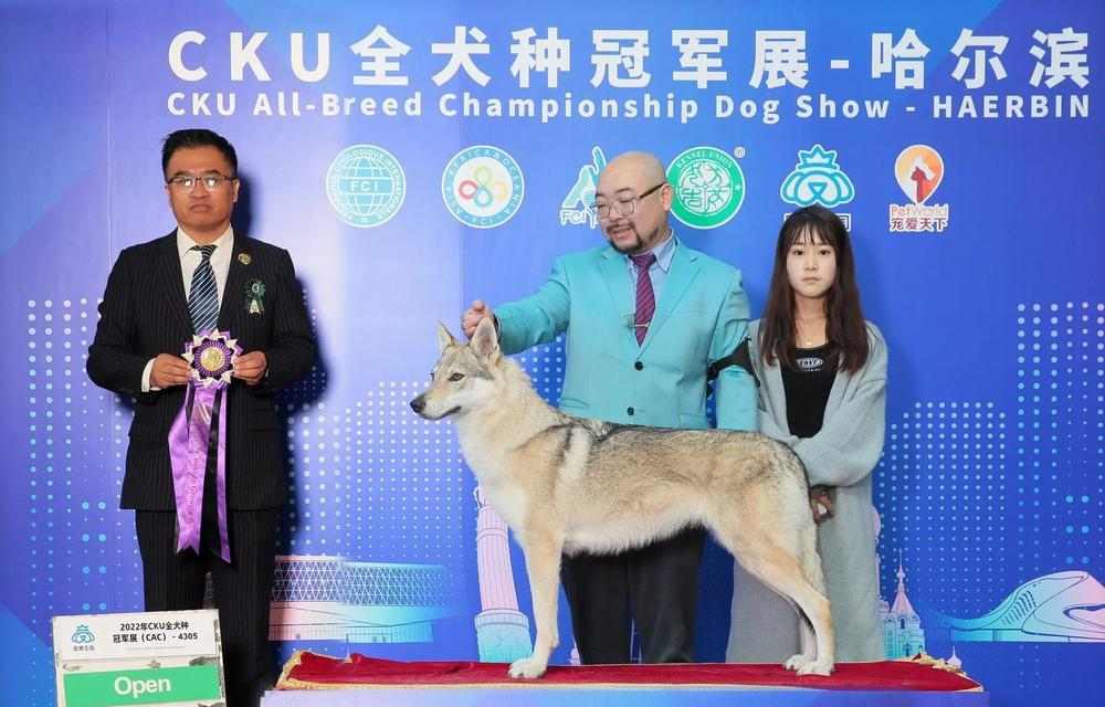 母狗生完小狗多久能参加CKU比赛?(什么时候开始训练是关键) 母狗生完小狗多久能参加CKU比赛?(什么时候开始训练是关键)