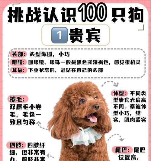 贵宾犬的价格是多少?(市场行情浮动不定,贵宾犬价格难以统一) 贵宾犬的价格是多少?(市场行情浮动不定,贵宾犬价格难以统一)