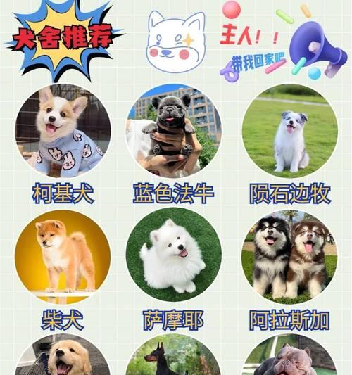 贵宾犬的价格是多少?(市场行情浮动不定,贵宾犬价格难以统一) 贵宾犬的价格是多少?(市场行情浮动不定,贵宾犬价格难以统一)