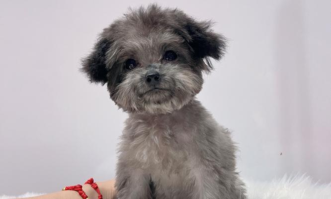 贵宾犬价格全攻略｜影响价格的关键因素解析