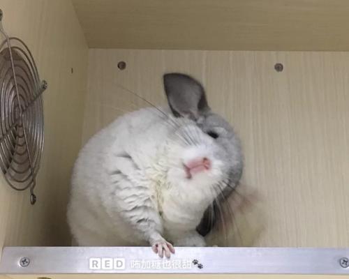 龙猫产后洗澡时机与护理指南|科学恢复全攻略 龙猫产后洗澡时机与护理指南|科学恢复全攻略