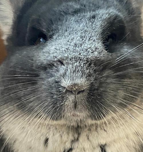 龙猫产后洗澡时机与护理指南|科学恢复全攻略 龙猫产后洗澡时机与护理指南|科学恢复全攻略