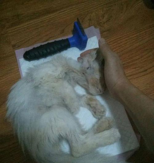 猫尸体变硬全过程｜时间规律与生物原理全攻略