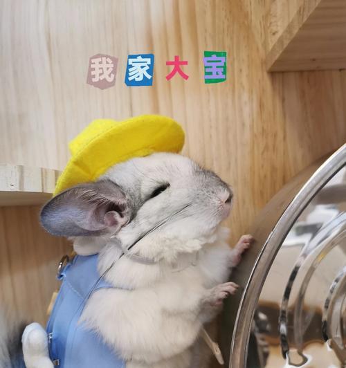 龙猫产后洗澡时机与护理指南|科学恢复全攻略 龙猫产后洗澡时机与护理指南|科学恢复全攻略