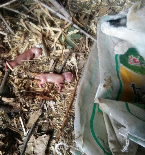 猫的尸体会在多长时间内变硬？（探究猫尸体变硬的过程和时间，揭秘背后的生物学原理）