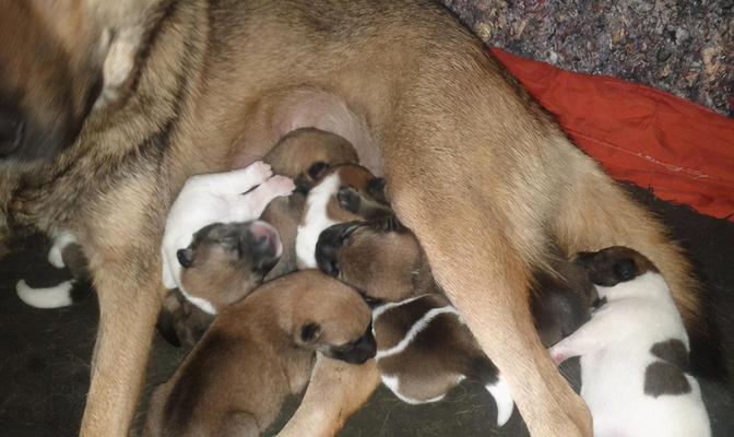 狗狗的眼睛睁开后多久可以断奶?(宝贝狗狗需要多长时间才能离开妈妈的奶水?) 狗狗的眼睛睁开后多久可以断奶?(宝贝狗狗需要多长时间才能离开妈妈的奶水?)