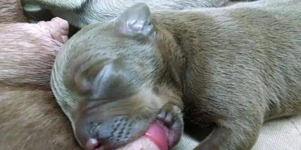 狗狗的眼睛睁开后多久可以断奶?(宝贝狗狗需要多长时间才能离开妈妈的奶水?) 狗狗的眼睛睁开后多久可以断奶?(宝贝狗狗需要多长时间才能离开妈妈的奶水?)