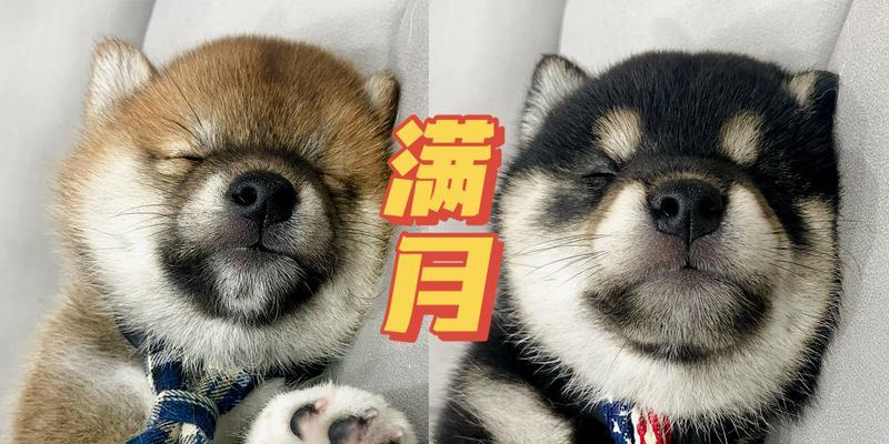 狗狗的眼睛睁开后多久可以断奶?(宝贝狗狗需要多长时间才能离开妈妈的奶水?) 狗狗的眼睛睁开后多久可以断奶?(宝贝狗狗需要多长时间才能离开妈妈的奶水?)