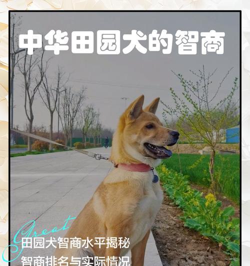 犬的智商(揭开犬类智慧的神秘面纱) 犬的智商(揭开犬类智慧的神秘面纱)