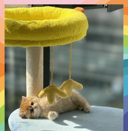 猫儿拉稀需要关注多久｜养猫必备实用指南