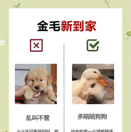 金毛犬的怀孕期是多长时间？（了解金毛犬的繁殖周期和怀孕持续时间）