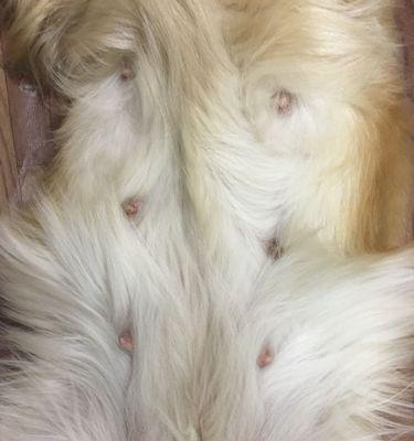 金毛犬的怀孕期是多长时间？（了解金毛犬的繁殖周期和怀孕持续时间）