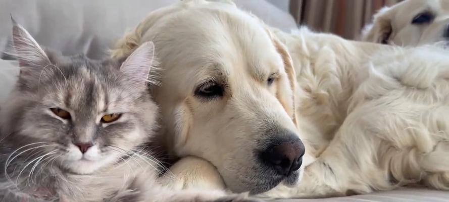 金毛犬怀孕期多长时间｜繁殖周期与护理全攻略