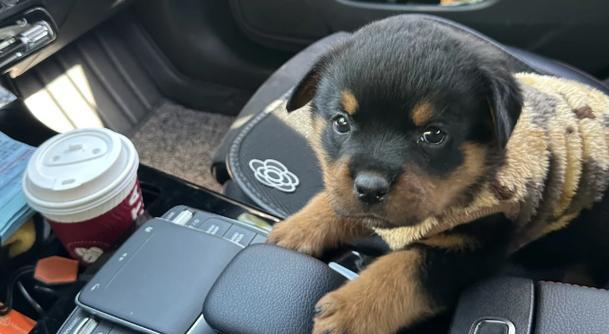 山东正规犬舍(了解山东正规犬舍的标准和服务,为您的宠物提供一个优质的居所) 山东正规犬舍(了解山东正规犬舍的标准和服务,为您的宠物提供一个优质的居所)