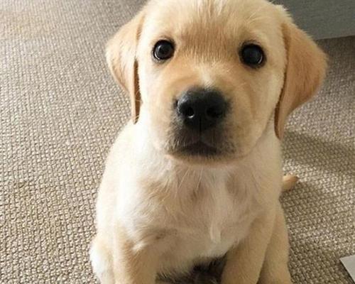 山东正规犬舍标准与服务全攻略｜为宠物提供优质居所