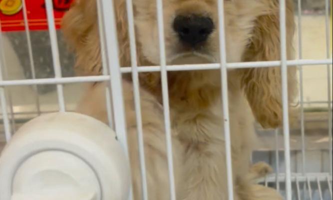 可卡犬的魅力与特点（探寻可卡犬的品种、性格和训练技巧）