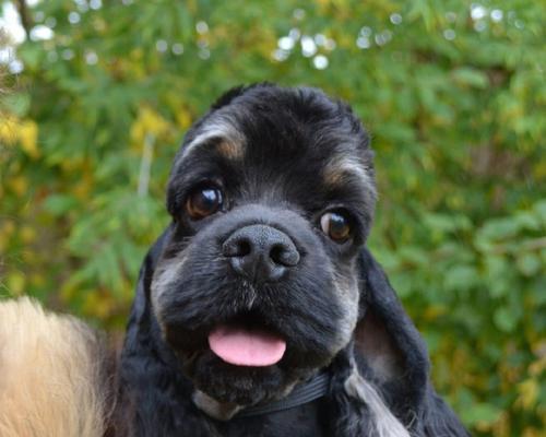 可卡犬全攻略｜品种特性与训练技巧详解