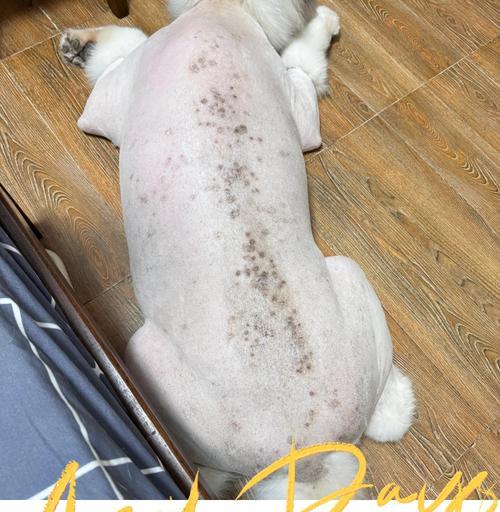 狗狗常见皮肤病及预防措施（探秘狗狗皮肤病，帮助你更好地保护它们的健康）