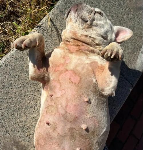 狗狗常见皮肤病及预防措施（探秘狗狗皮肤病，帮助你更好地保护它们的健康）